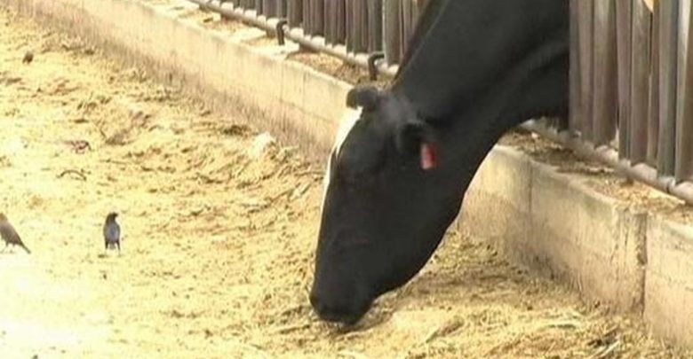 اكتشف مرض جنون البقر لأول مرة في بريطانيا عام 1986